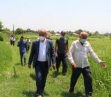 بازدید مسئولان  از شالیزارهای کم آب