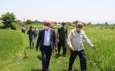 بازدید مسئولان  از شالیزارهای کم آب