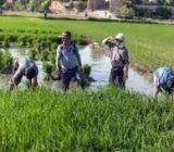 کشت دوم افزایش دهنده درآمد برنجکاران گیلانی