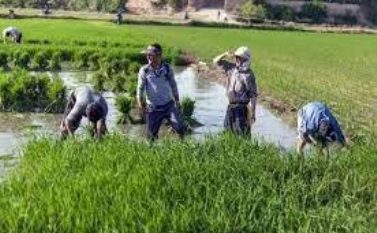 کشت دوم افزایش دهنده درآمد برنجکاران گیلانی