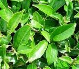 خرید حدود ۱۵۳۰ تن برگ سبز چای درجه یک و دو از چایکاران گیلانی