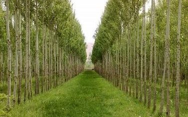 طرح زراعت چوب تا پایان امسال‌ در ۴۰۰۰ هکتار از اراضی استان اجرا می‌شود