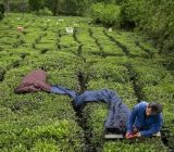 برداشت ۱۳۵ هزار تن برگ سبز چای/ ۸۶ درصد مطالبات پرداخت شد