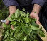 چای ایرانی در سایه واردات/ حمایت از تولید داخل وجود ندارد