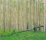 ۱۱۰۰ مهندس بسیجی در طرح زراعت چوب روستاهای گیلان مشارکت می‌کنند