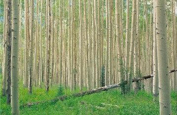 ۱۱۰۰ مهندس بسیجی در طرح زراعت چوب روستاهای گیلان مشارکت می‌کنند