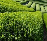 احیای ۶۰۰۰ هکتار از اراضی رها شده چای/ پرداخت ۹۴ درصدی بهای برگ سبز