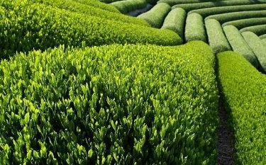احیای ۶۰۰۰ هکتار از اراضی رها شده چای/ پرداخت ۹۴ درصدی بهای برگ سبز