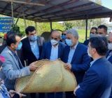 بازدید استاندار گیلان از دو طرح تولیدی حوزه اقتصاد کشاورزی در شهرستان شفت