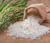 ضرورت ارتقای آموزش و ترویج تولید برنج در گیلان