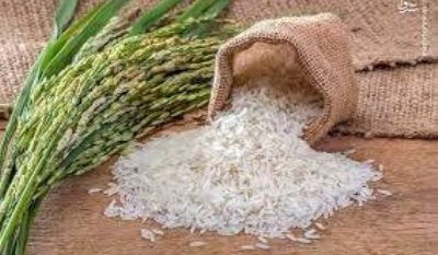 ضرورت ارتقای آموزش و ترویج تولید برنج در گیلان