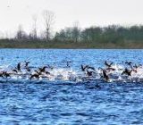 افزایش حفاظت از مهمانان زیبای گیلان در برابر آنفلوانزای پرندگان