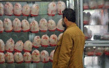 افزایش نیافتن قیمت مرغ در گیلان تا عید/ مردم به شایعات سلامت نبودن مرغ توجه نکنند