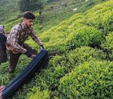 چای ایرانی در انبارها دپو نمی شود