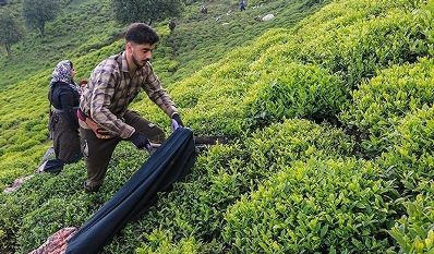 چای ایرانی در انبارها دپو نمی شود