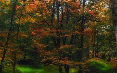 درآمد میلیاردی زراعت چوب         طی       امسال