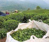 تصویب یارانه ۲ میلیارد تومانی نخستین بار برای نهال چای