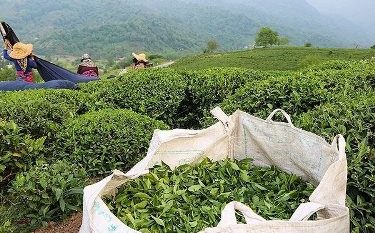 تصویب یارانه ۲ میلیارد تومانی نخستین بار برای نهال چای