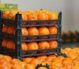 استان گیلان به مقدار کافی ذخیره کالاهای اساسی و میوه شب عید دارد