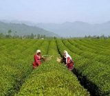 ۳۵ میلیون تومان تسهیلات به‌ازای هر هکتار باغ رها شده چای پرداخت می‌شود