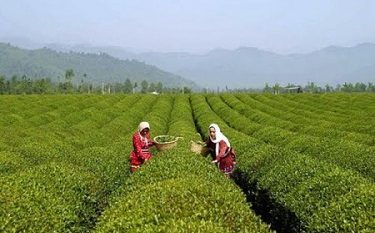 ۳۵ میلیون تومان تسهیلات به‌ازای هر هکتار باغ رها شده چای پرداخت می‌شود