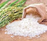 نجات ۴۰ هزار تن برنج سفید گیلان از نیم دانه شدن