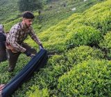 برداشت بهاره چای آغاز شد