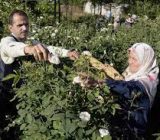 پرونده ثبت جهانى میراث ناملموس گلاب‌گیری سنتی ایران به یونسکو ارسال شد