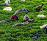 رکورد تولید برگ سبز چای بالاخره شکست