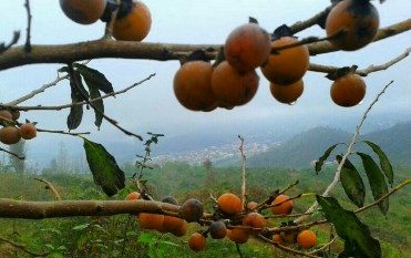 جشنواره دوشاب جنگلی در شفت