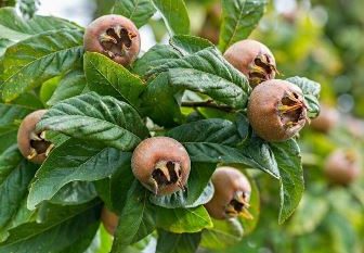 آغاز برداشت ازگیل از ۵۶۰ هکتار از باغات گیلان