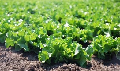 درآمد ۴ میلیارد تومانی سبزیجات برگی و غده‌ای برای کشاورزان گیلانی