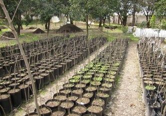 تخصیص یارانه نهال به       باغداران         گیلان