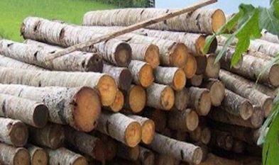 حمل چوب آلات، بدون مجوز به منزله قاچاق است