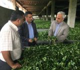 پرداخت ۸۳ درصدی مطالبات چایکاران/ احیاء بیش‌از ۳۰ هکتار از باغات رهاشده