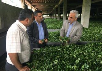 پرداخت ۸۳ درصدی مطالبات چایکاران/ احیاء بیش‌از ۳۰ هکتار از باغات رهاشده