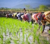  مزایای تولید برنج پرمحصول برای کشاورزان گیلانی تبیین شود