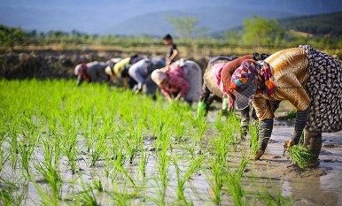  مزایای تولید برنج پرمحصول برای کشاورزان گیلانی تبیین شود