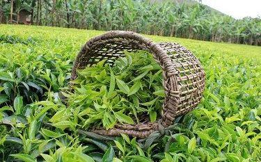 نرخ جدید برگ سبز چای اعلام شد