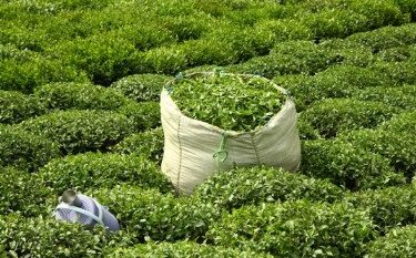 آخرین وضعیت پرداخت مطالبات چایکاران/ آغاز چین بهاره از روزهای آینده