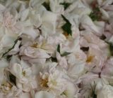 پیش بینی برداشت بیش از ۶۰ تُن گل محمدی در شفت