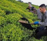 امسال مطالبات چایکاران به موقع پرداخت می شود