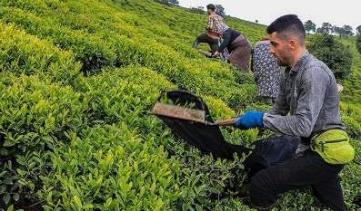 امسال مطالبات چایکاران به موقع پرداخت می شود