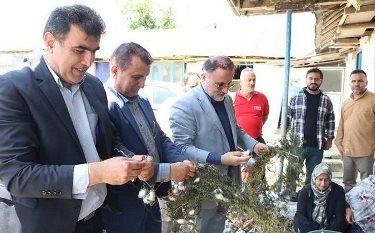 پیش بینی برداشت بیش از ۱۴۵ تُن پیله ابریشم در شفت