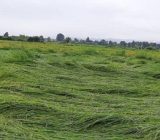 ۱۱ هزار هکتار از شالیزارهای گیلان دچار ورس و خوابیدگی شدند
