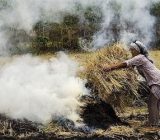 ممنوعیت آتش زدن کاه و کلش پس از برداشت محصول برنج در گیلان