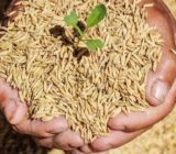 تولید ۳۰۳ تنی بذر برنج گواهی شده در گیلان