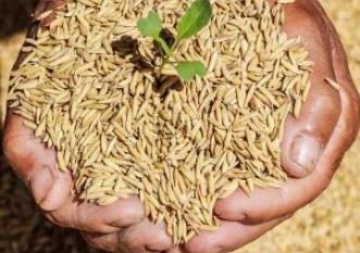 تولید ۳۰۳ تنی بذر برنج گواهی شده در گیلان