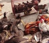 بازارهای محلی شفت پایش می‌شود