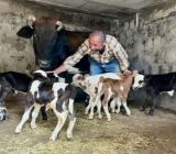 تولد گوساله‌های پنج قلو در گیلان